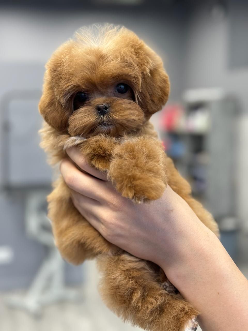 Щенок мальтипу Micropet — фотосессия