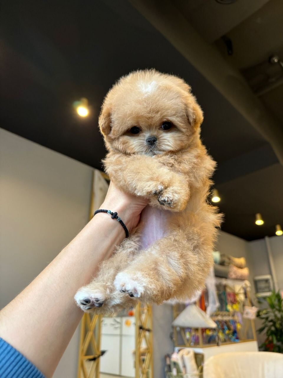Щенок мальтипу Micropet — взрослая собака