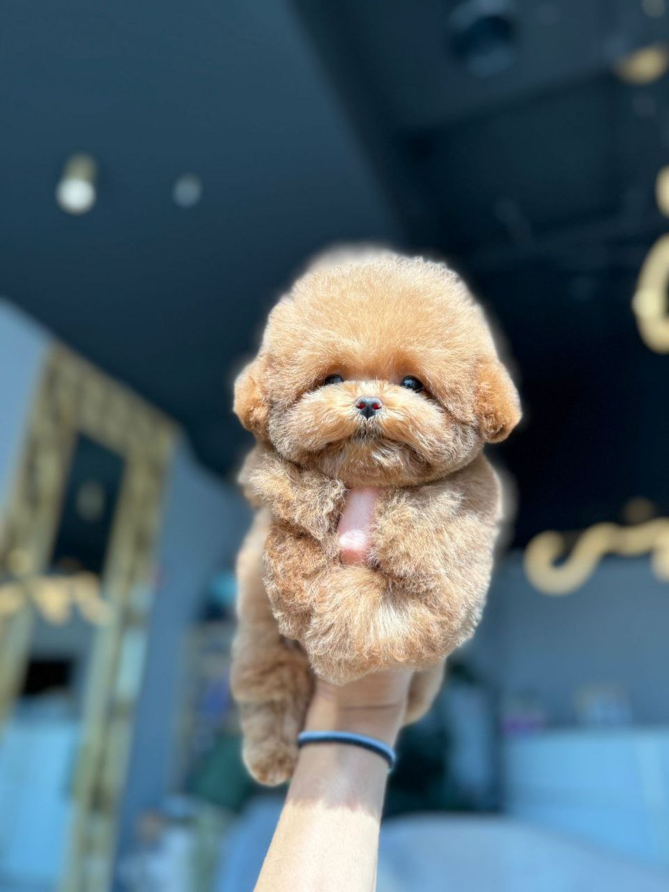 Корейский той-пудель Micropet — щенок