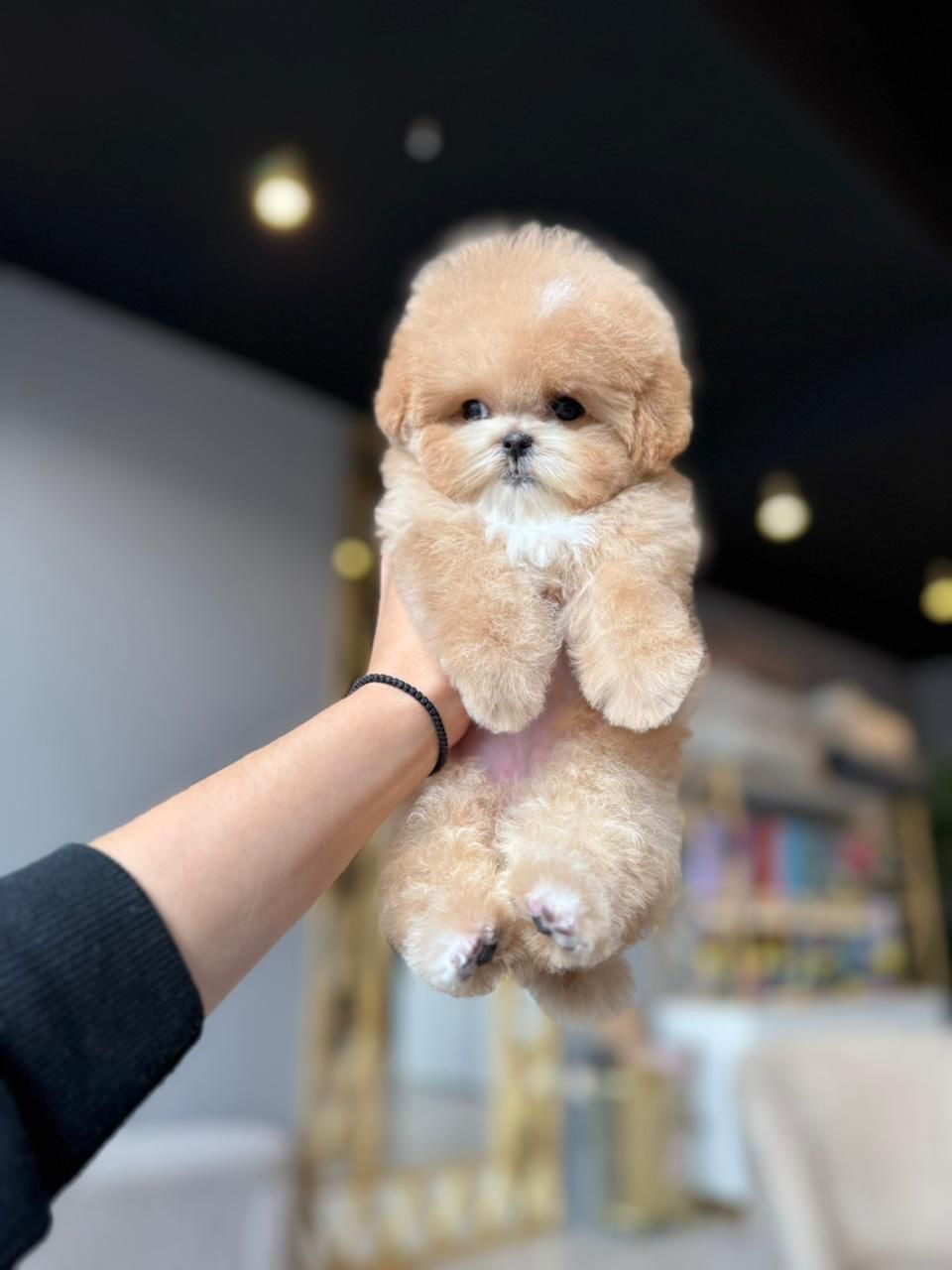 Корейский мальтипу Micropet