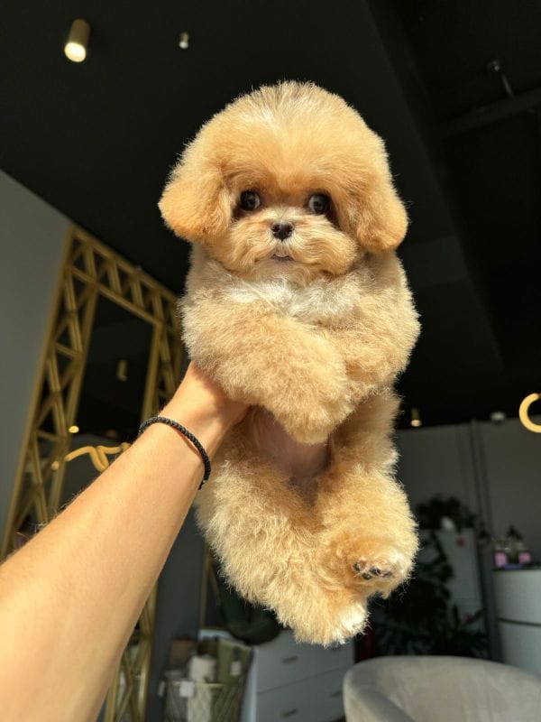 Корейский щенок Micropet