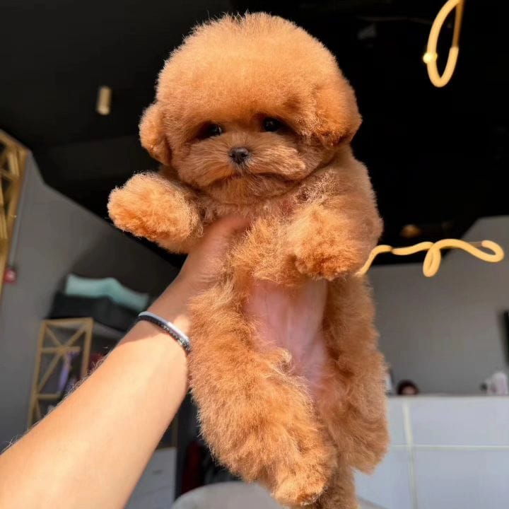 Корейский щенок Micropet