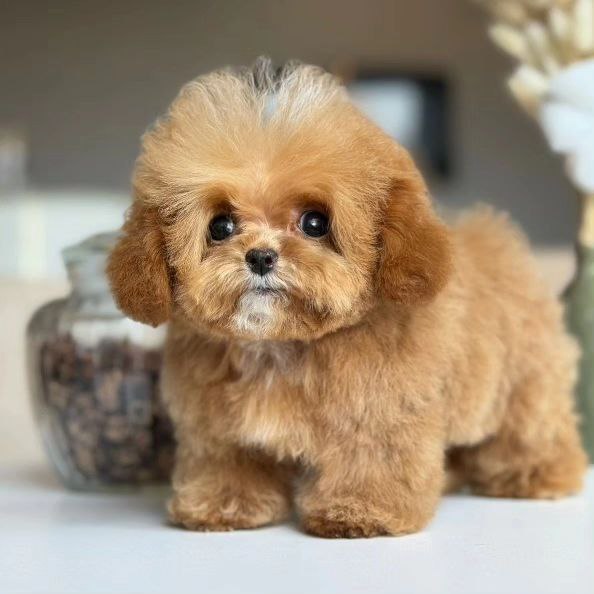 Корейский щенок Micropet
