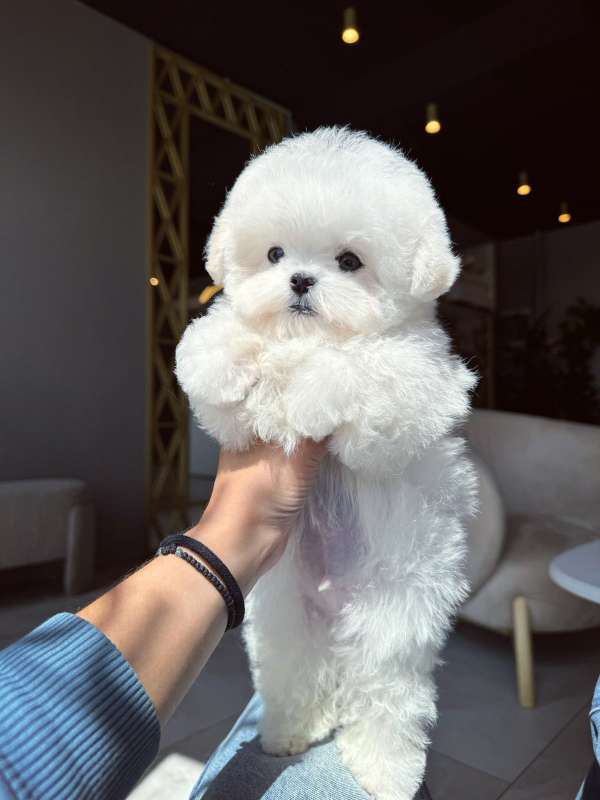 Корейский щенок Micropet