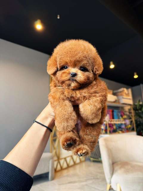 Корейский щенок Micropet