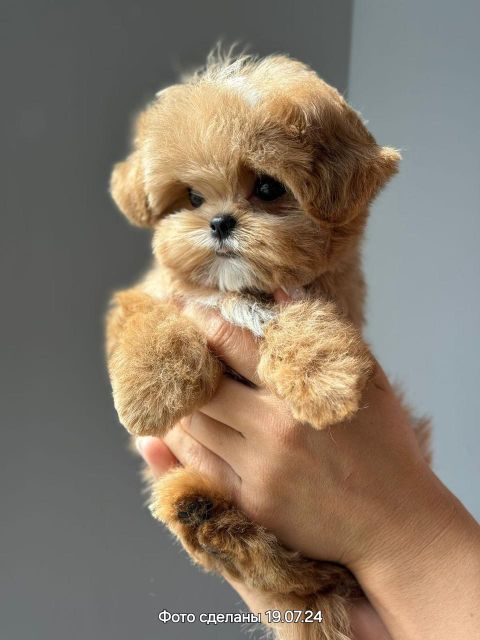 Корейский щенок Micropet
