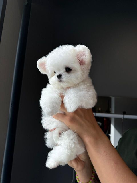 Корейский щенок Micropet