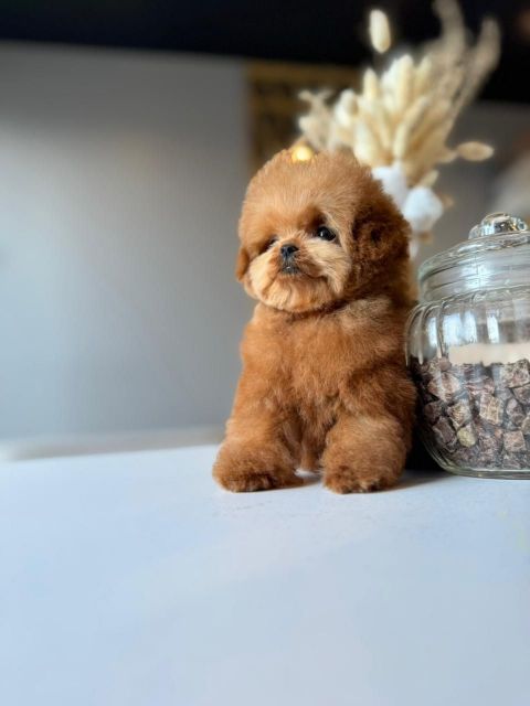 Корейский щенок Micropet