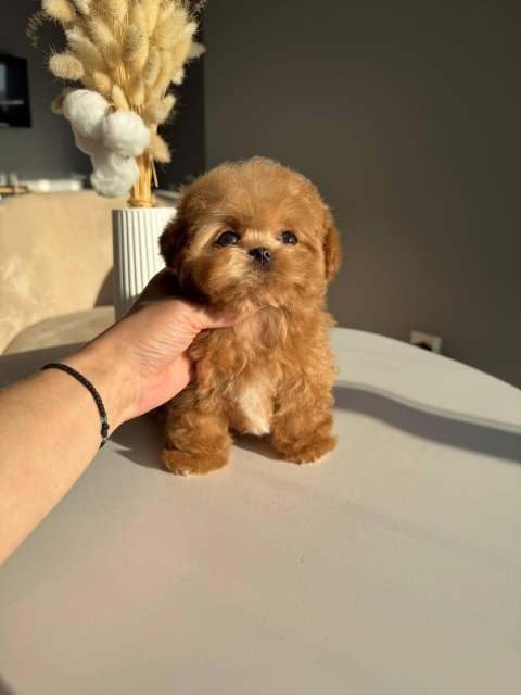 Корейский щенок Micropet