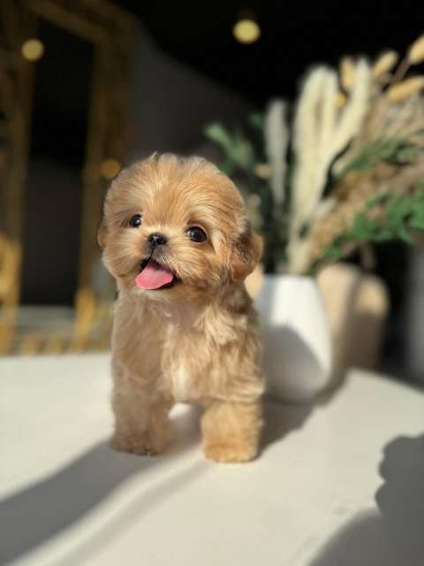 Корейский щенок Micropet