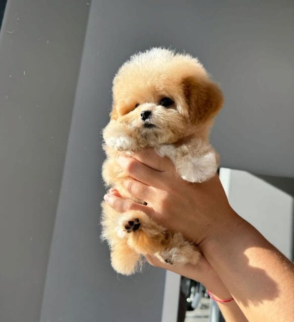 Корейский щенок Micropet