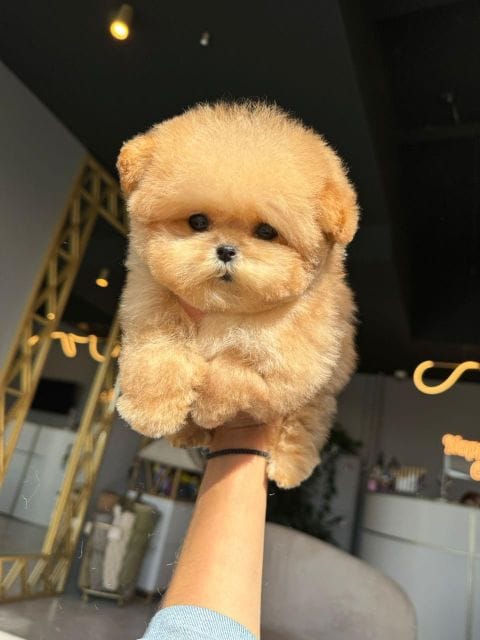 Корейский щенок Micropet