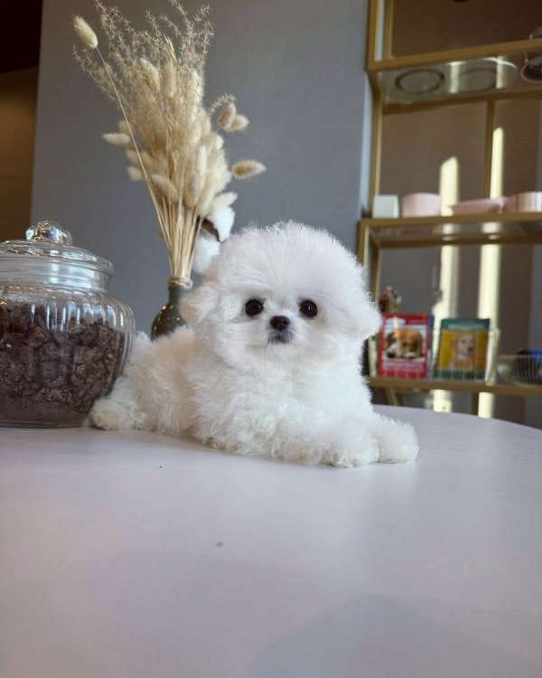 Корейский щенок Micropet