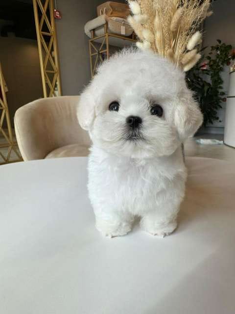 Корейский щенок Micropet