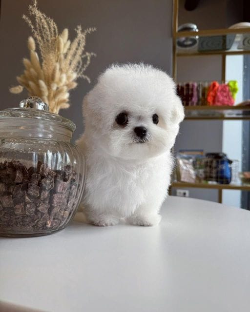 Корейский щенок Micropet