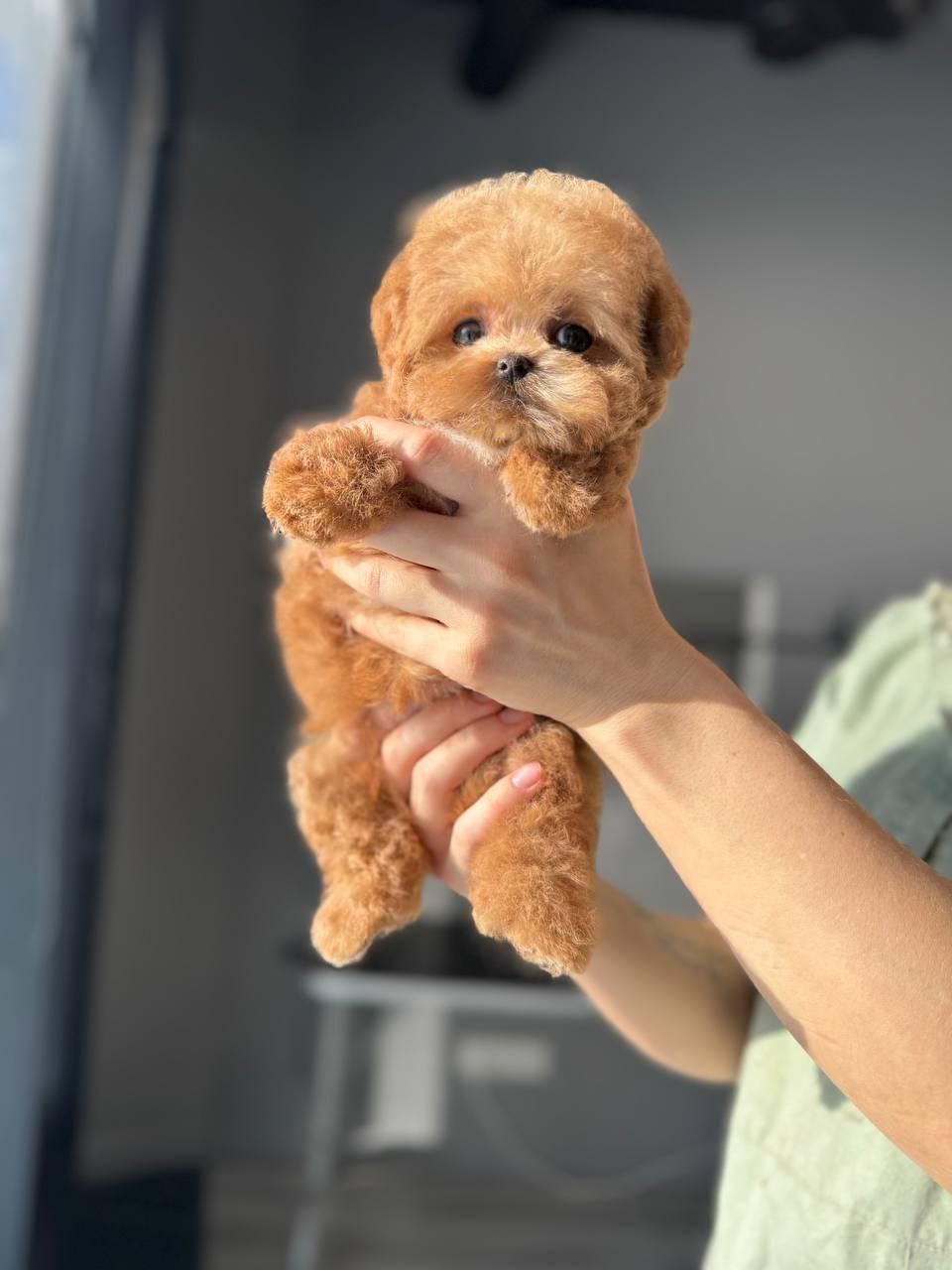 Корейский той-пудель Micropet