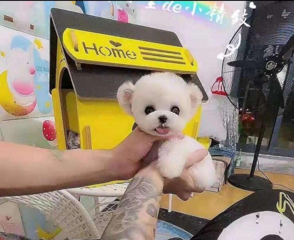 Тедди Дог ❌