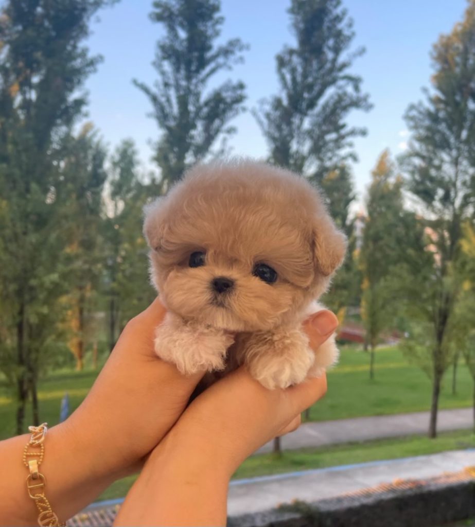 Пудель Микро ❌