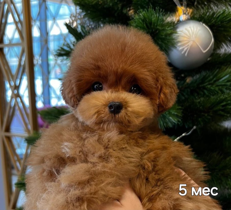 Мальтипу Микро ❌