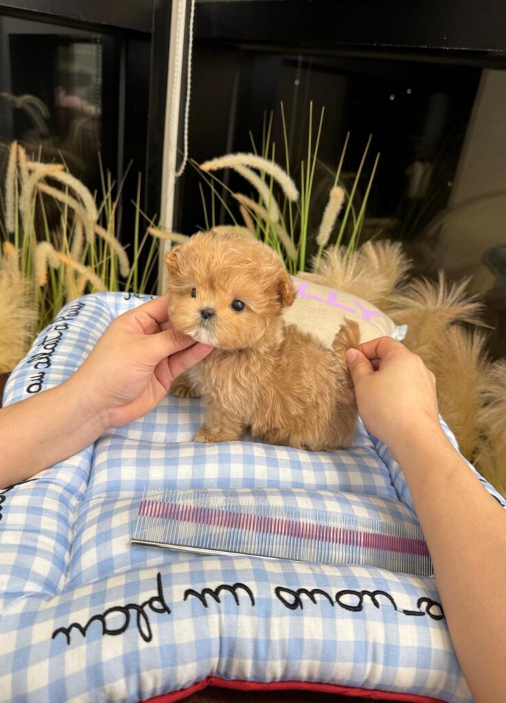 Мальтипу Тикап ❌